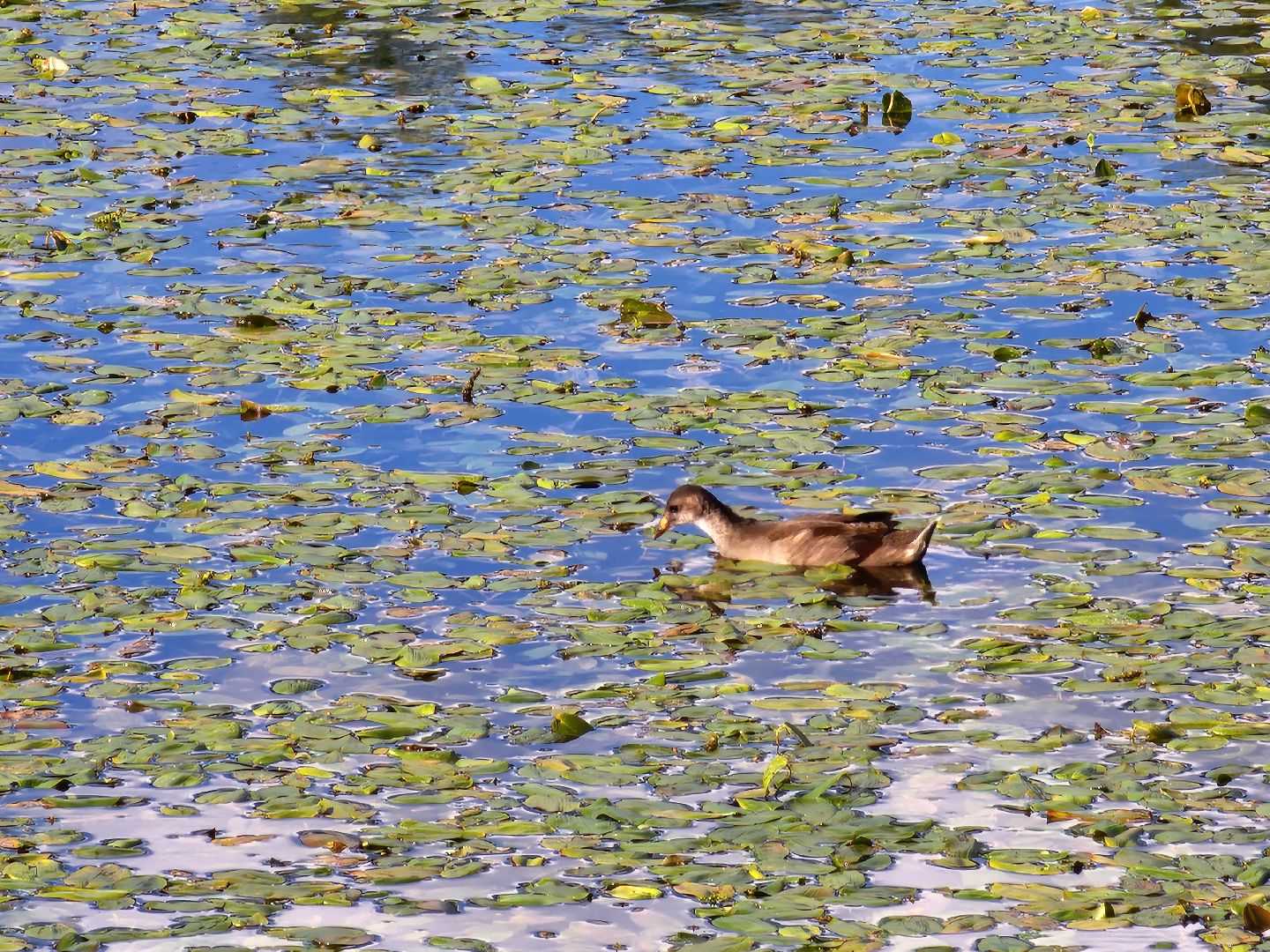 королёв, микрорайон юбилейный, сквер героев курсантов, городской пруд, утки-нырки,