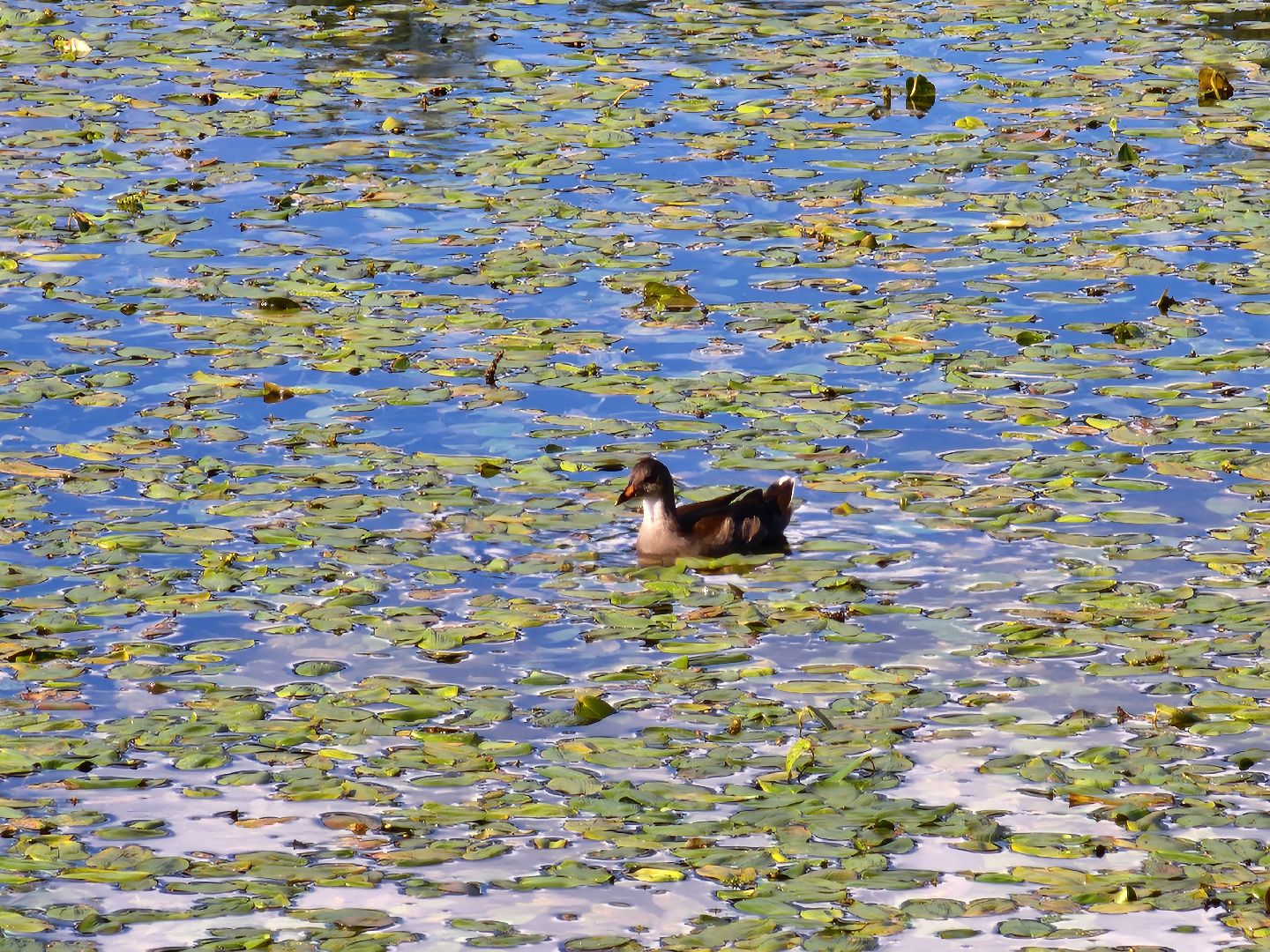 королёв, микрорайон юбилейный, сквер героев курсантов, городской пруд, утки-нырки,