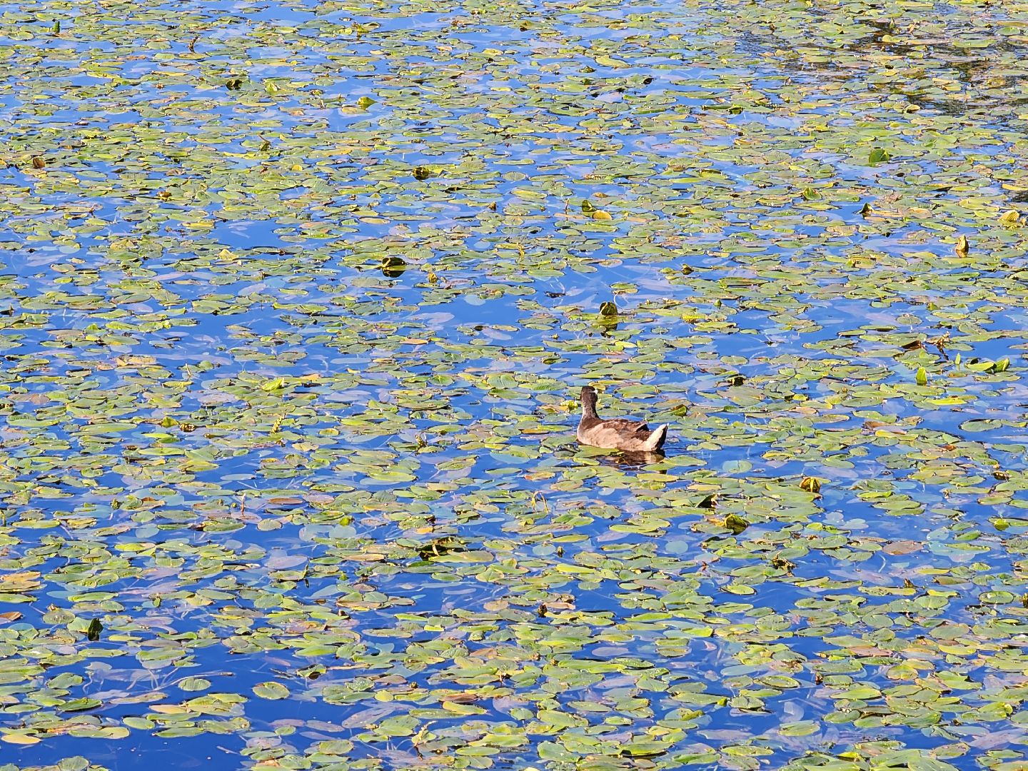 королёв, микрорайон юбилейный, сквер героев курсантов, городской пруд, утки-нырки,
