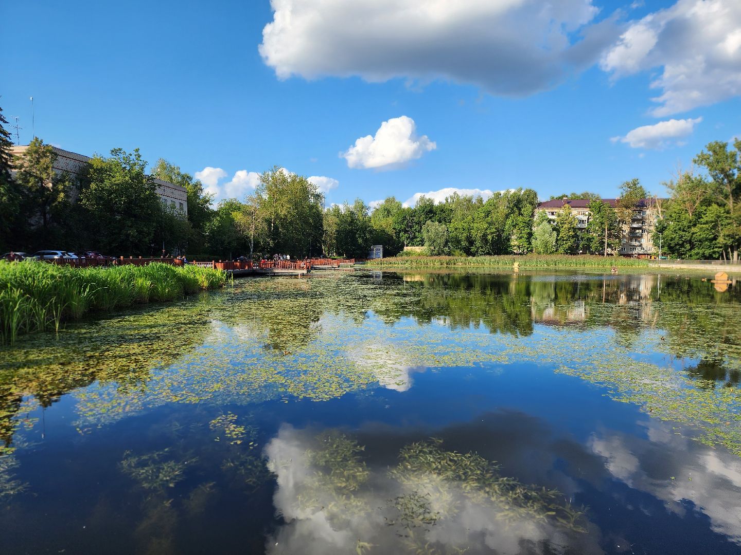 королёв, микрорайон юбилейный, сквер героев курсантов, городской пруд, утки-нырки,