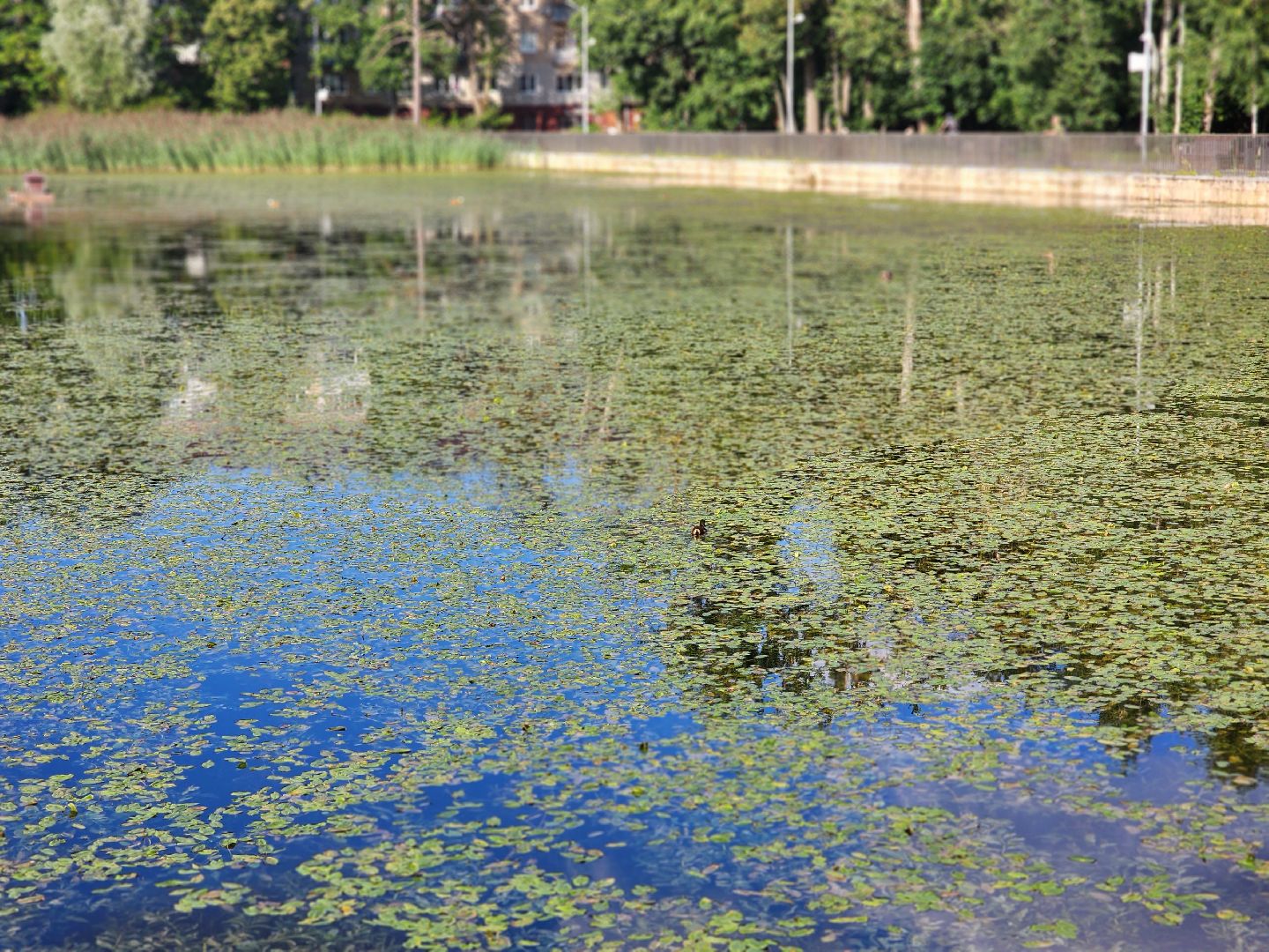королёв, микрорайон юбилейный, сквер героев курсантов, городской пруд, утки-нырки,