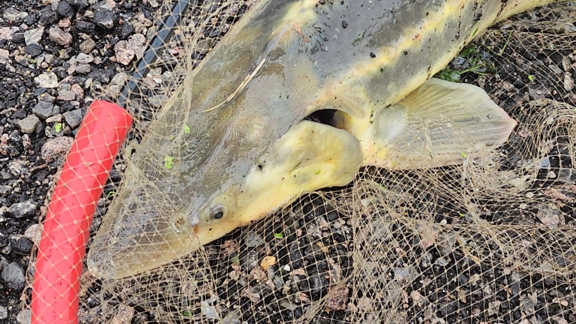 ветераны сво, специальная военная операция, пушкинский городской округ, рыба, рыбалка, Фестиваль рыба моей мечты ,