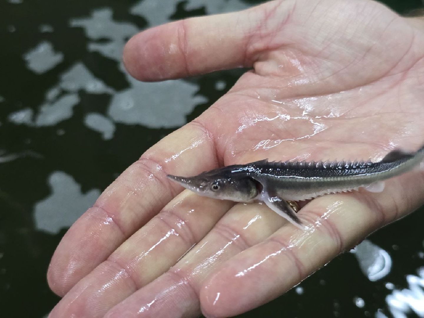 можайск, можайский муниципальный округ, подмосковье, осетровые рыбы, экология, Главрыбвод, завод, Можайский производственно-экспериментальный завод , восполнение популяции,