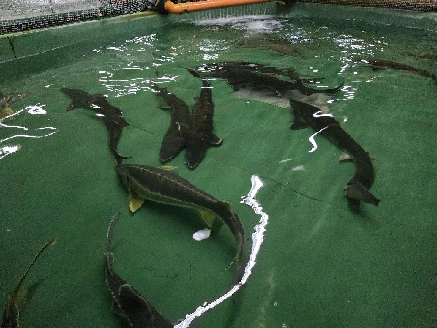 можайск, можайский муниципальный округ, подмосковье, осетровые рыбы, экология, Главрыбвод, завод, Можайский производственно-экспериментальный завод , восполнение популяции,