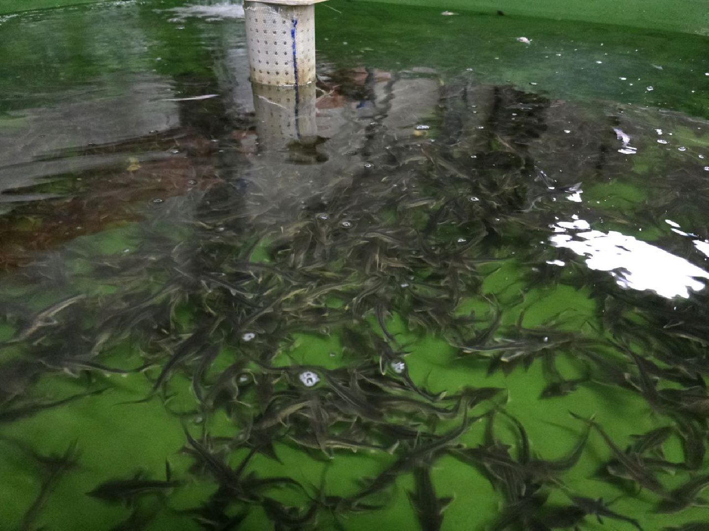 можайск, можайский муниципальный округ, подмосковье, осетровые рыбы, экология, Главрыбвод, завод, Можайский производственно-экспериментальный завод , восполнение популяции,