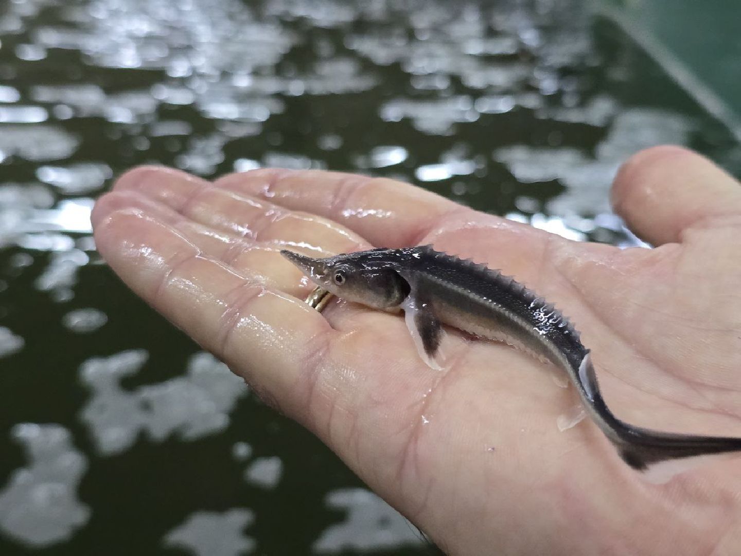 можайск, можайский муниципальный округ, подмосковье, осетровые рыбы, экология, Главрыбвод, завод, Можайский производственно-экспериментальный завод , восполнение популяции,