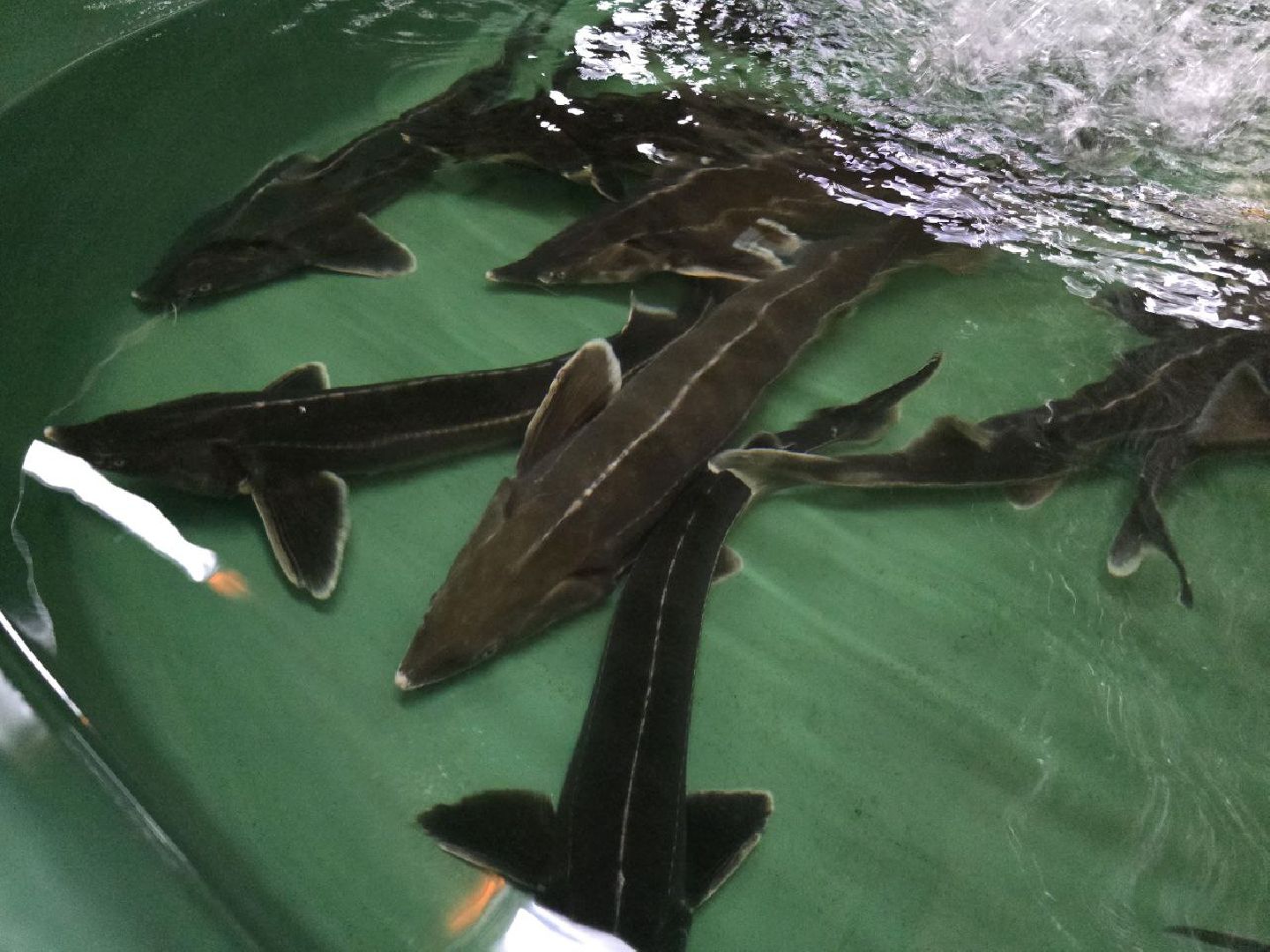 можайск, можайский муниципальный округ, подмосковье, осетровые рыбы, экология, Главрыбвод, завод, Можайский производственно-экспериментальный завод , восполнение популяции,