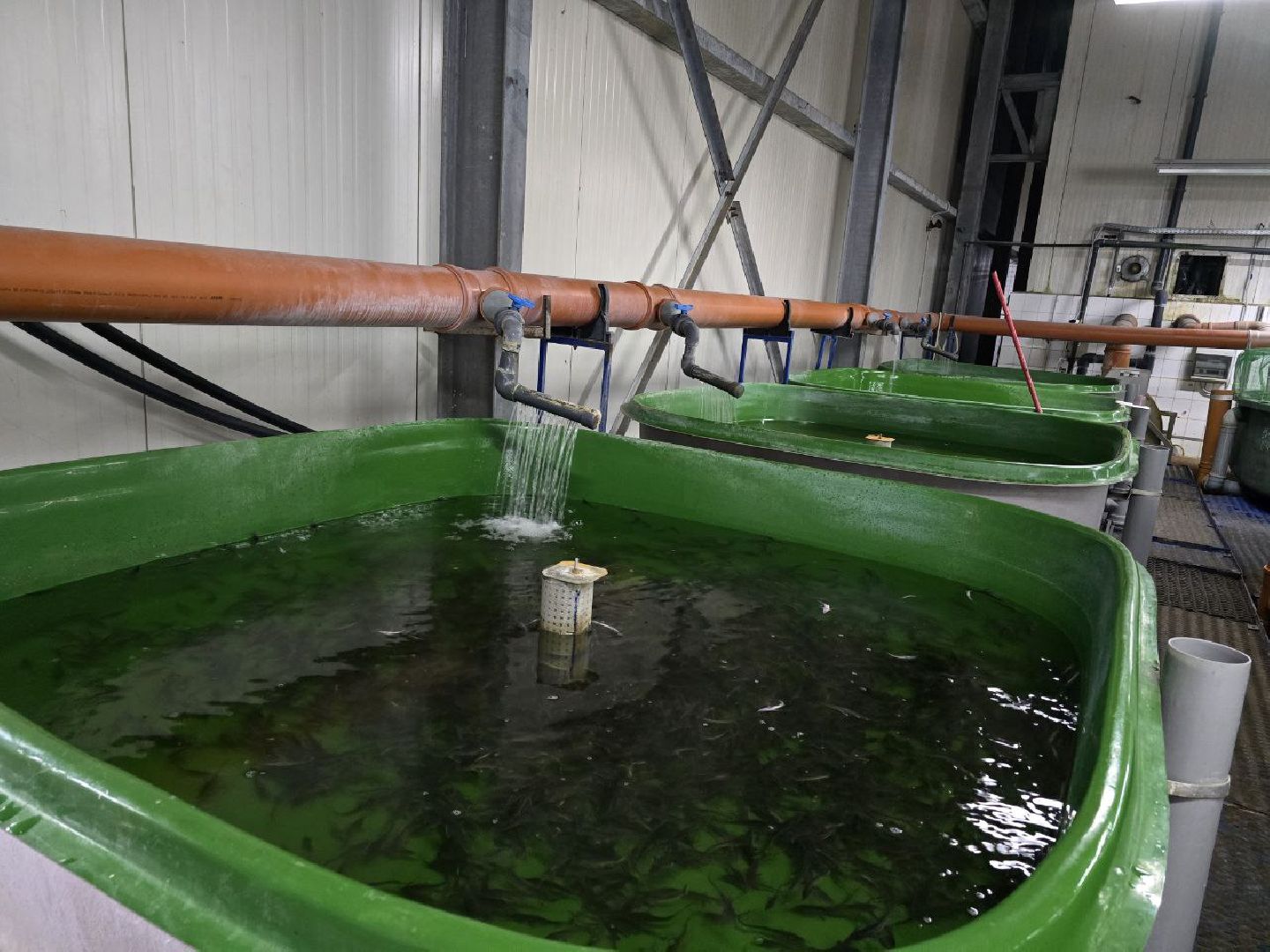 можайск, можайский муниципальный округ, подмосковье, осетровые рыбы, экология, Главрыбвод, завод, Можайский производственно-экспериментальный завод , восполнение популяции,