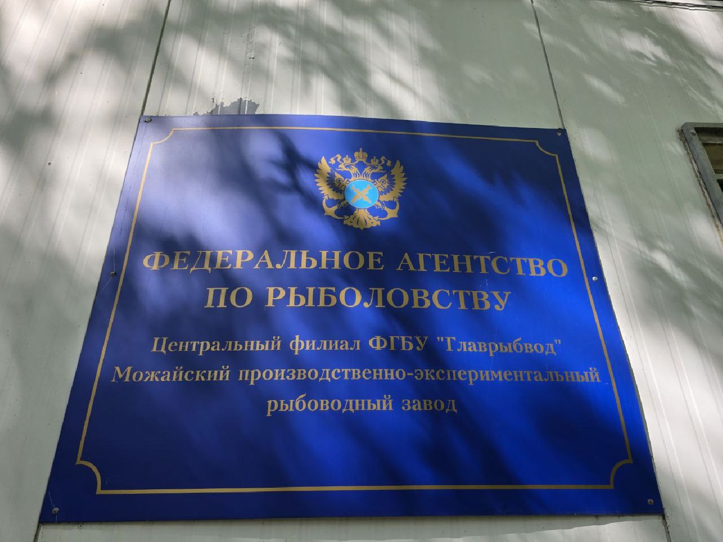 можайск, можайский муниципальный округ, подмосковье, осетровые рыбы, экология, Главрыбвод, завод, Можайский производственно-экспериментальный завод , восполнение популяции,