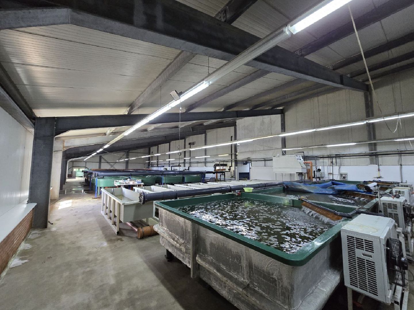 можайск, можайский муниципальный округ, подмосковье, осетровые рыбы, экология, Главрыбвод, завод, Можайский производственно-экспериментальный завод , восполнение популяции,