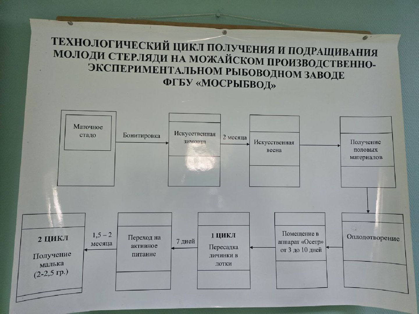 можайск, можайский муниципальный округ, подмосковье, осетровые рыбы, экология, Главрыбвод, завод, Можайский производственно-экспериментальный завод , восполнение популяции,