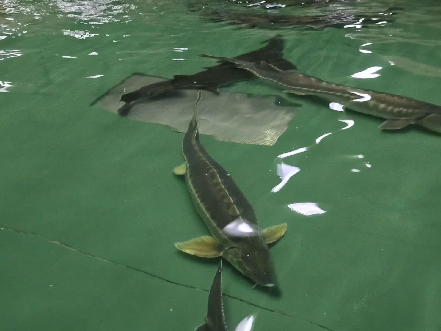 можайск, можайский муниципальный округ, подмосковье, осетровые рыбы, экология, Главрыбвод, завод, Можайский производственно-экспериментальный завод , восполнение популяции,