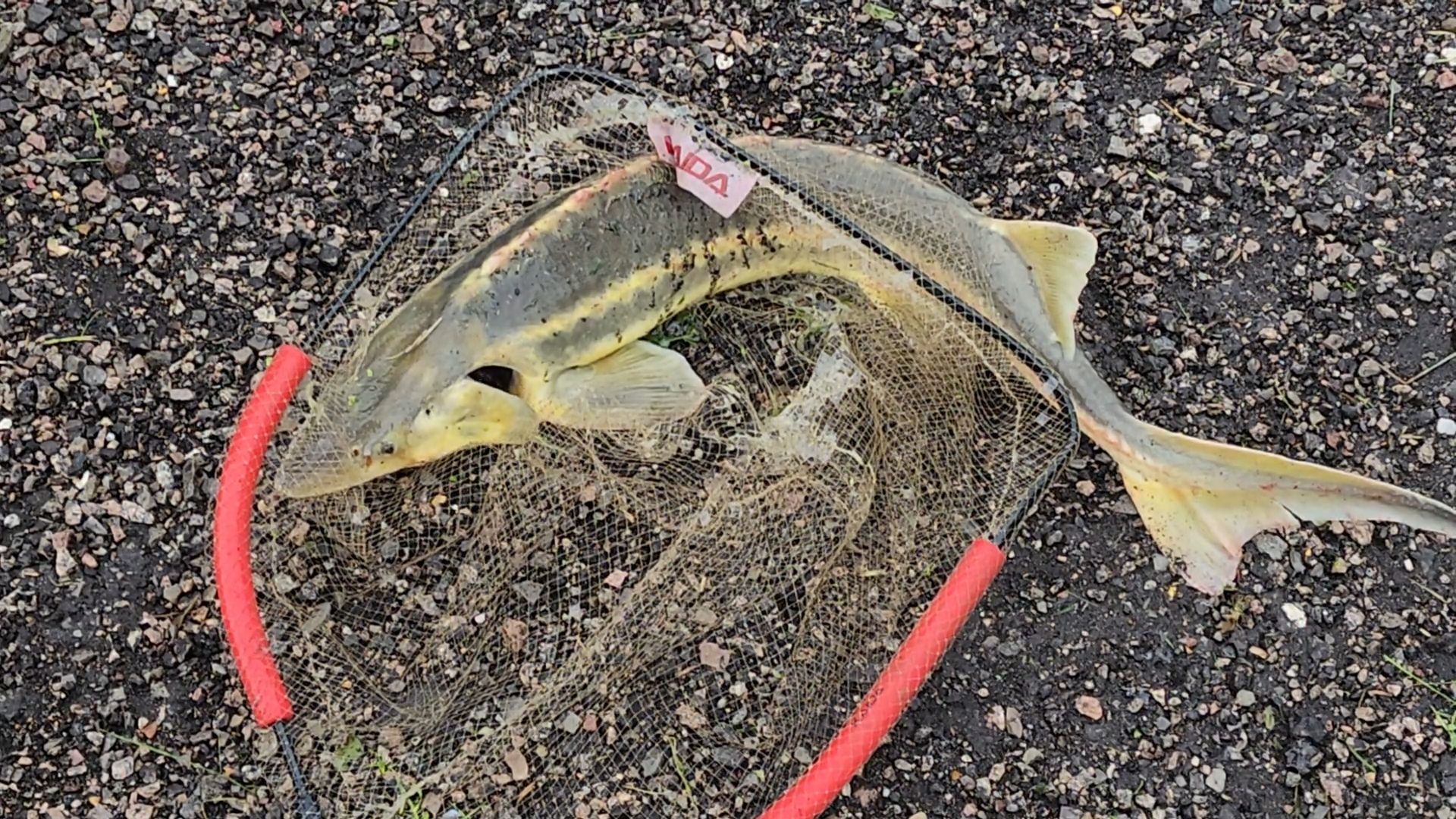 пушкинский городской округ, рыбалка,  Фестиваль рыба мечты, ветеран сво, специальная военная операция,