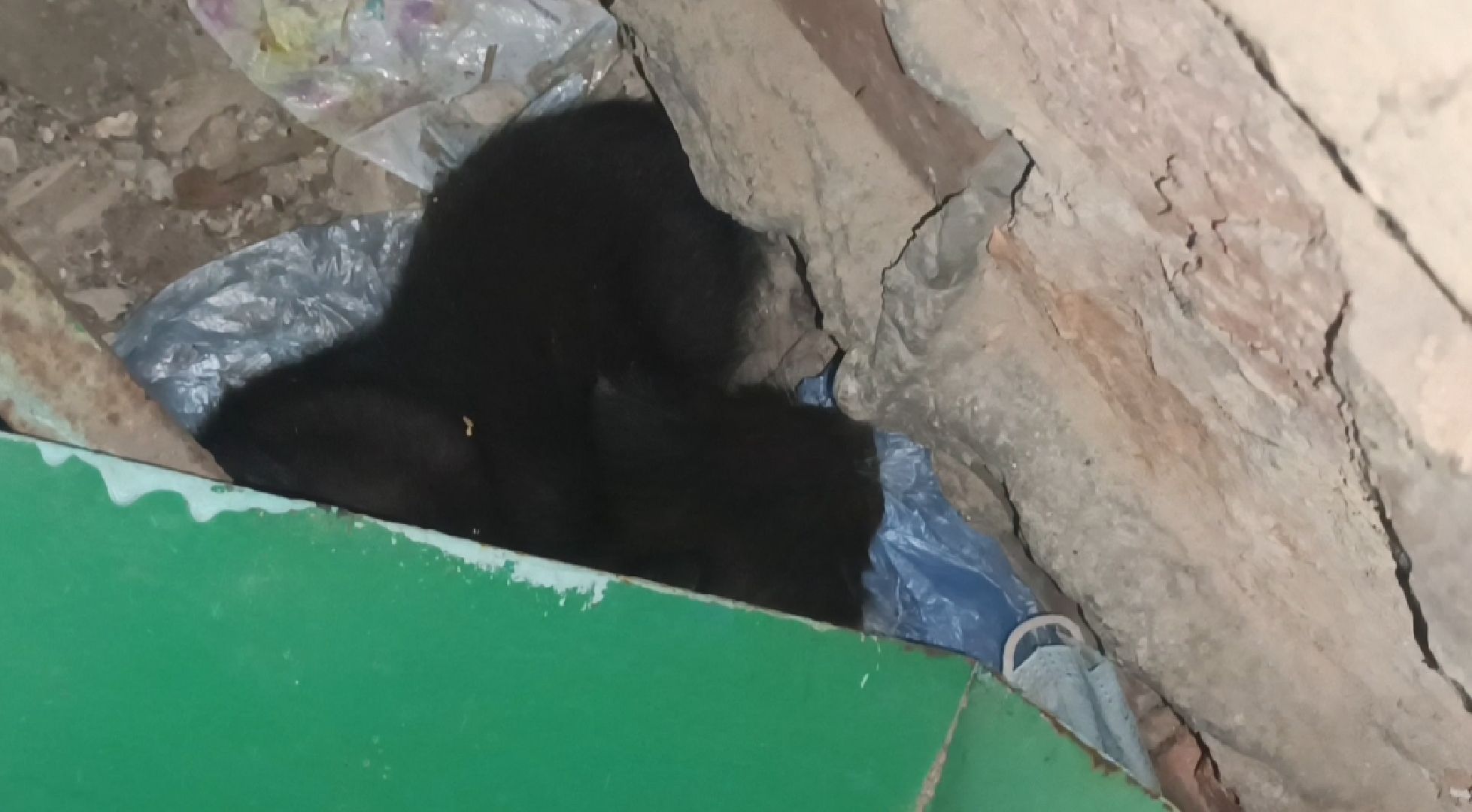 школа , ремонт , лобня,