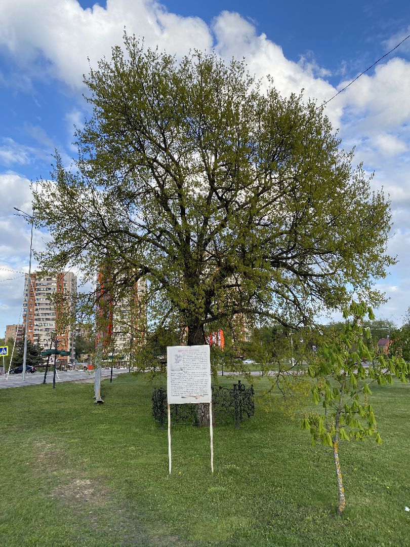 Чехов, Дерево памяти, ВОВ, День победы, житель, памятник