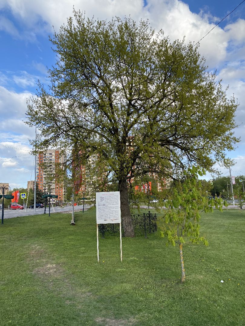 Чехов, Дерево памяти, ВОВ, День победы, житель, памятник