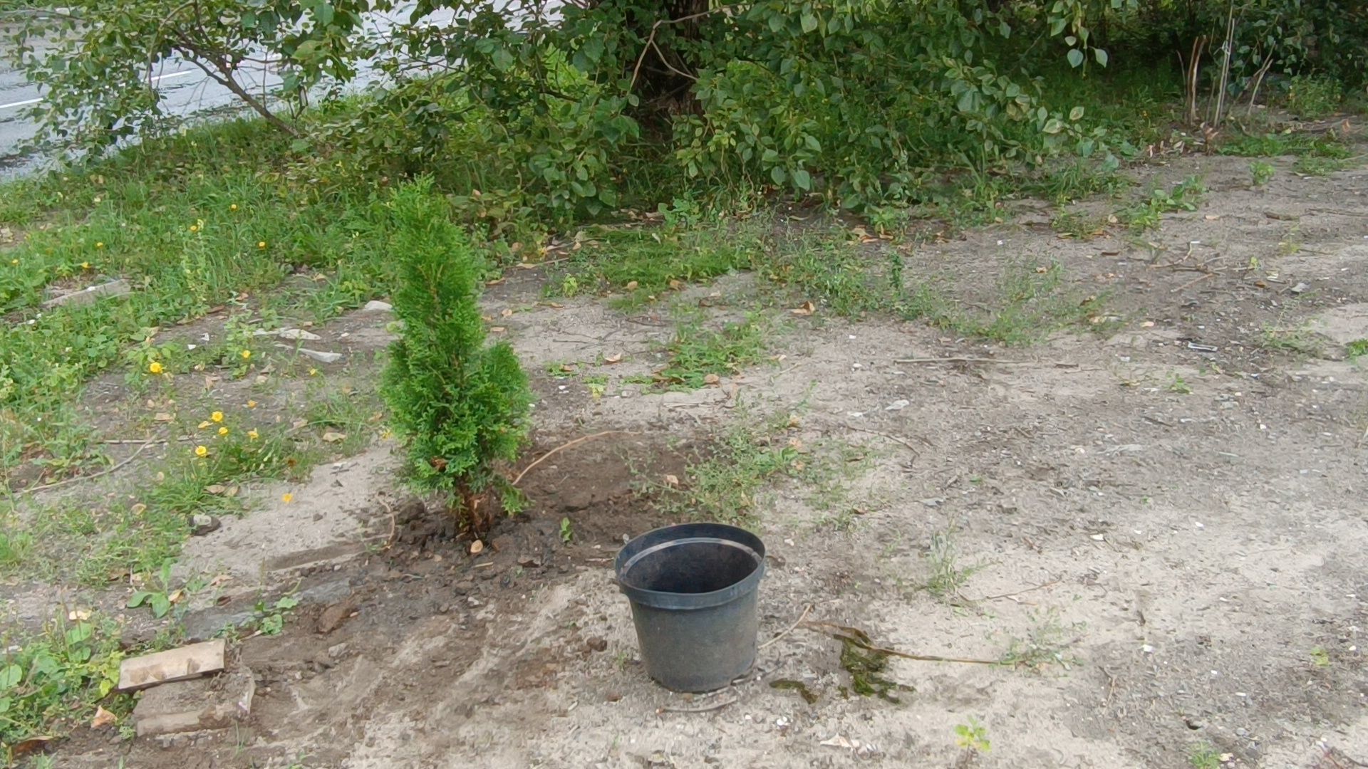 сквер,  лобня, озеленение города,