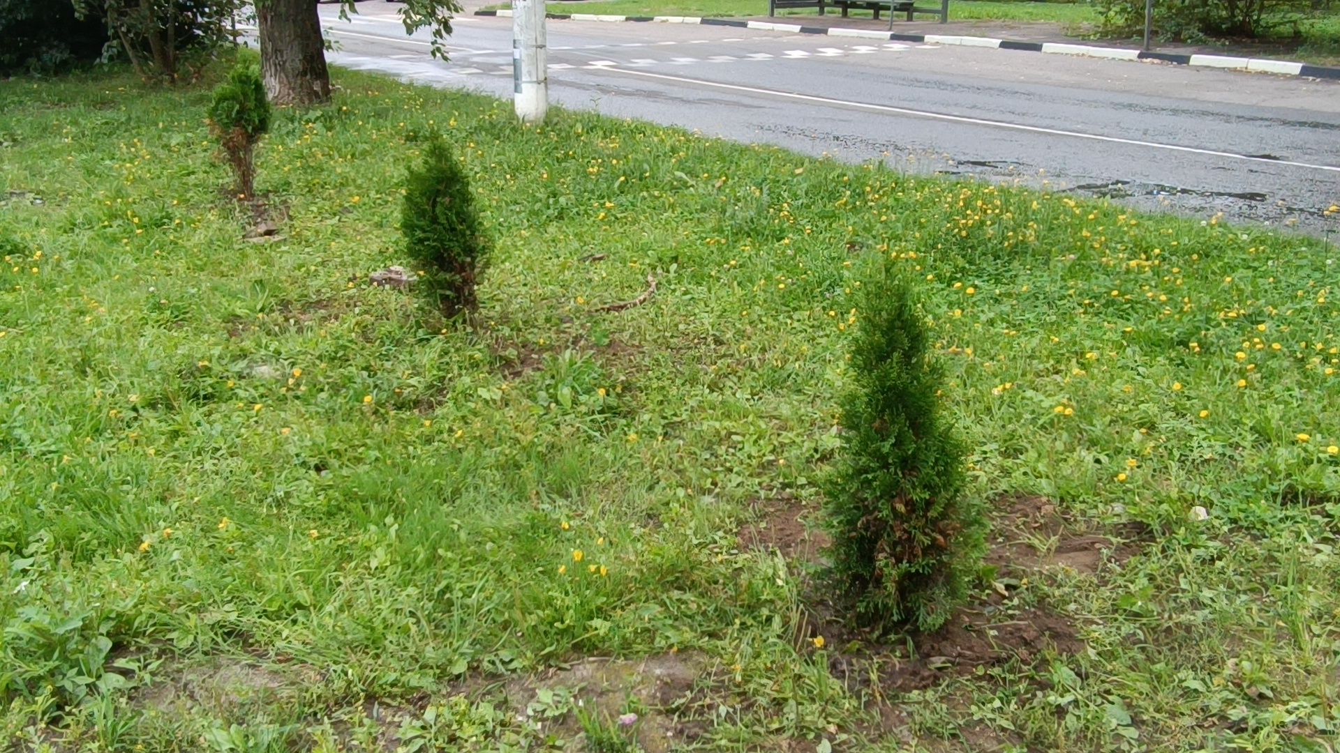 сквер,  лобня, озеленение города,