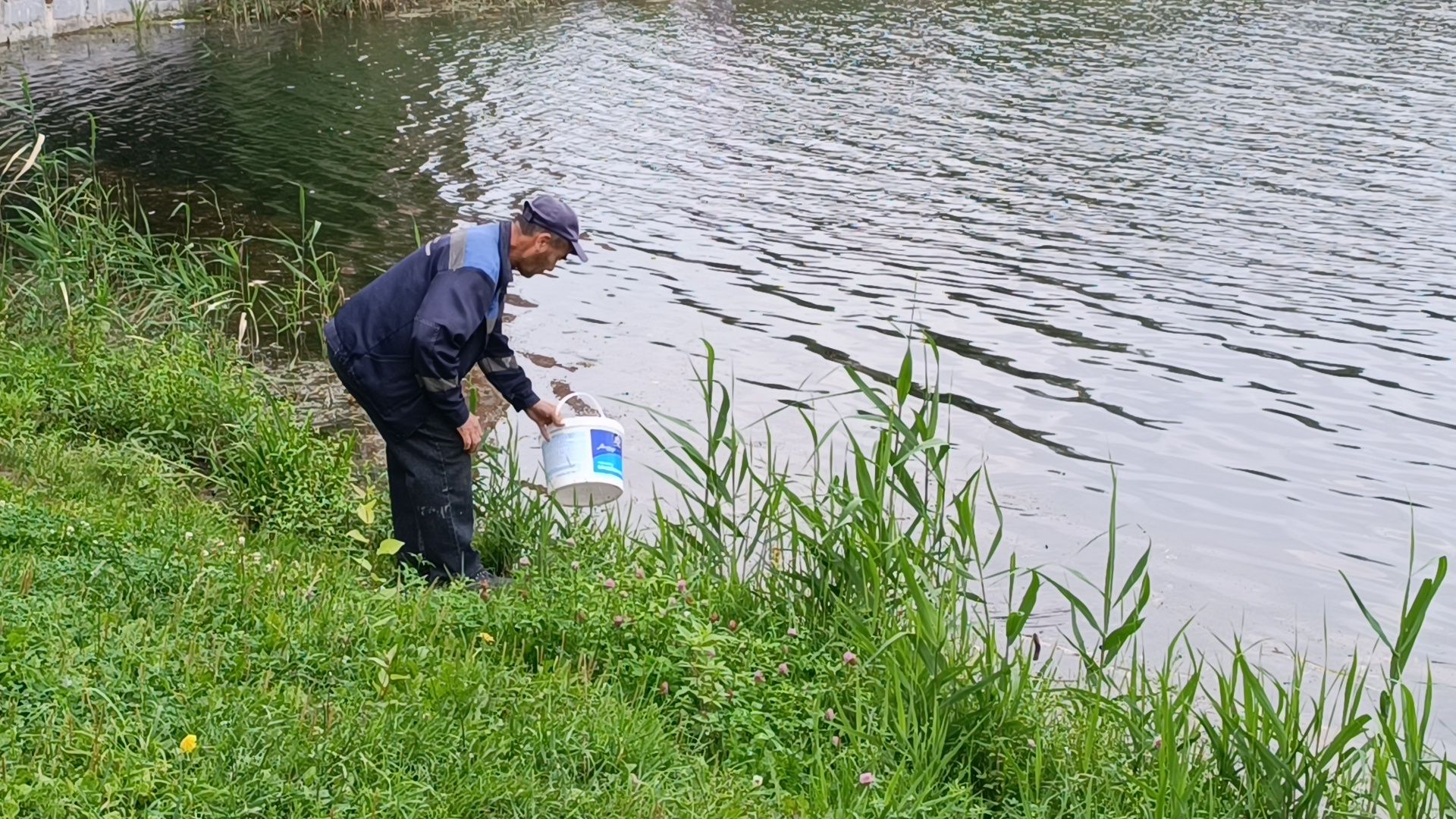 сквер,  лобня, озеленение города,