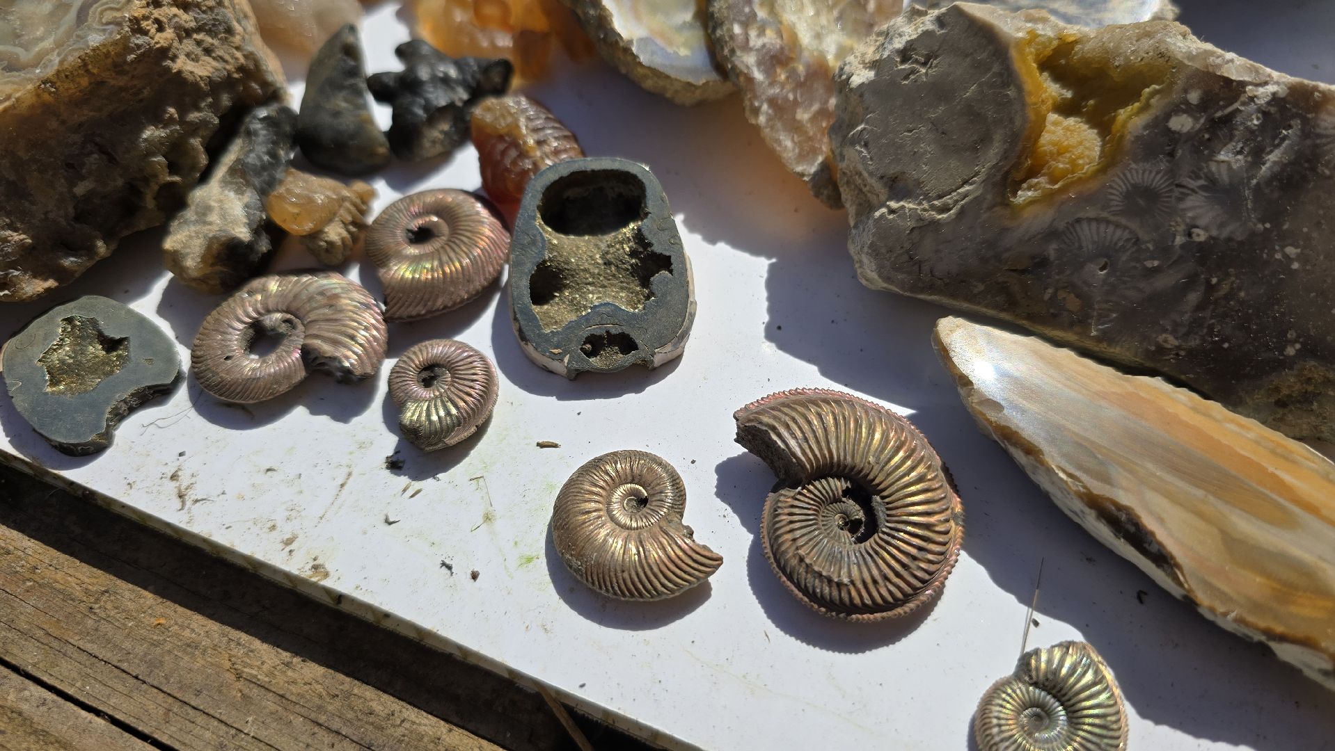 Коломна, коллекционер, минералы,