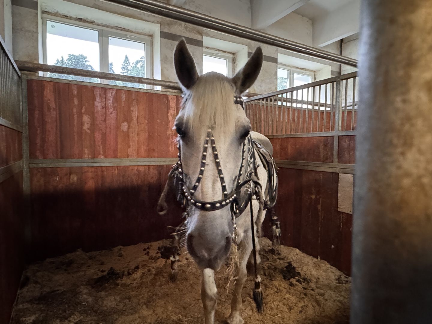 Крылатое сердце России, Чемпионат русских троек, Одинцово, МКЗ 1,