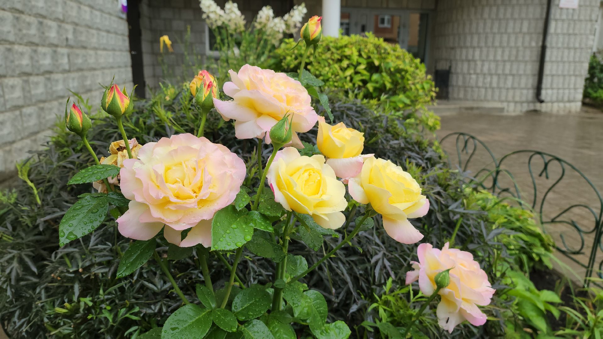 красногорск, лучший двор, конкурс,