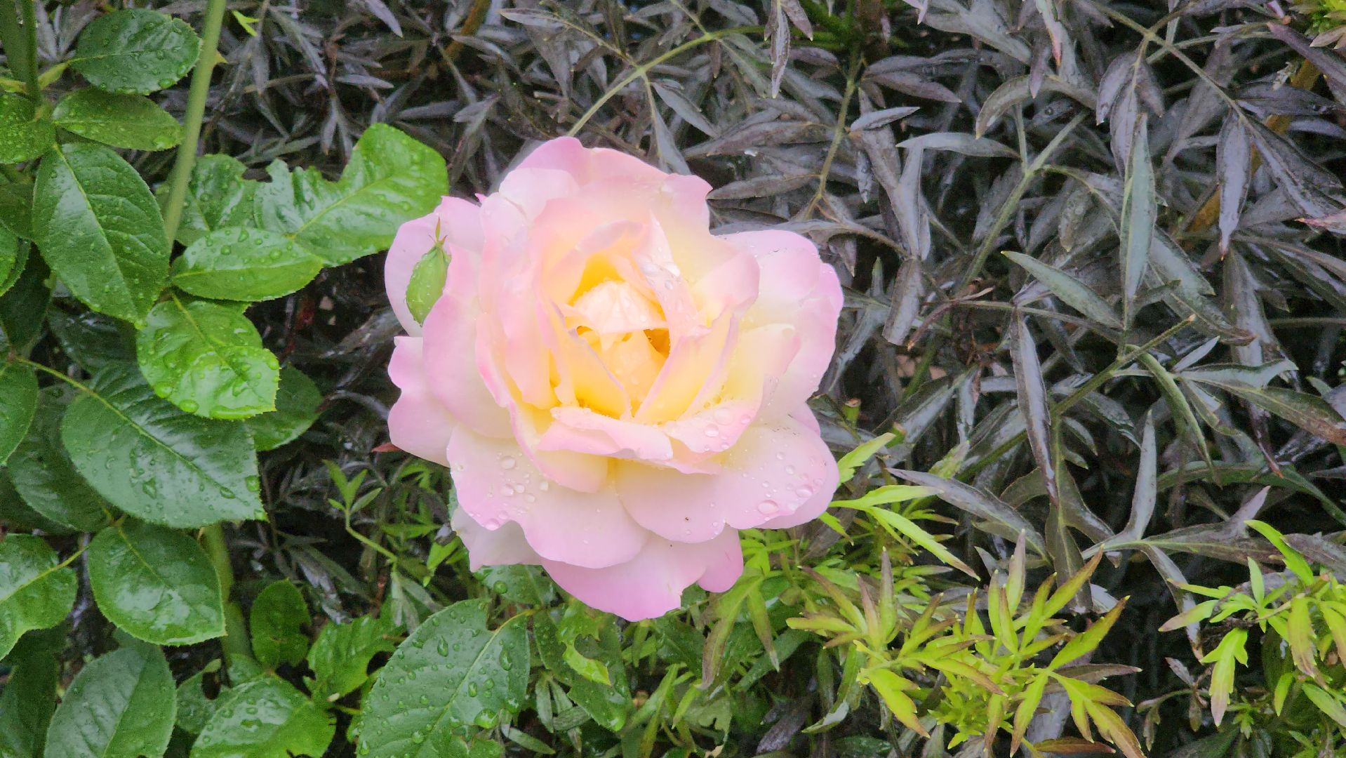 красногорск, лучший двор, конкурс,