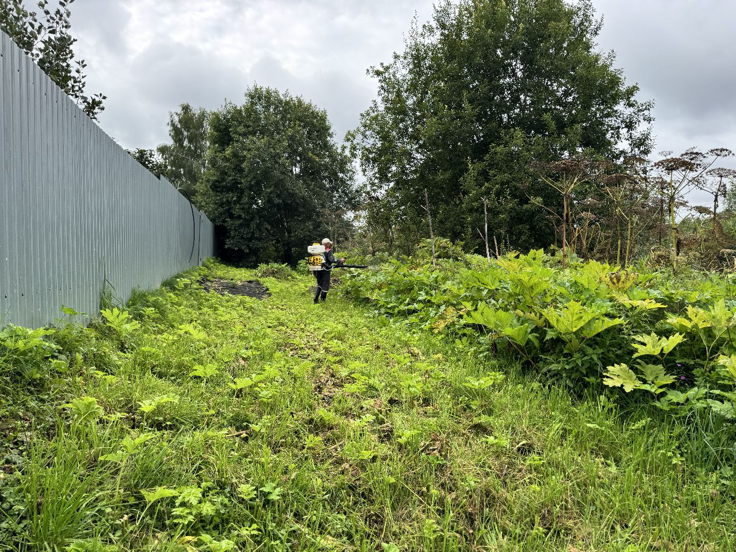 шаховская, обработка от борщевика, борщевик сосновского,