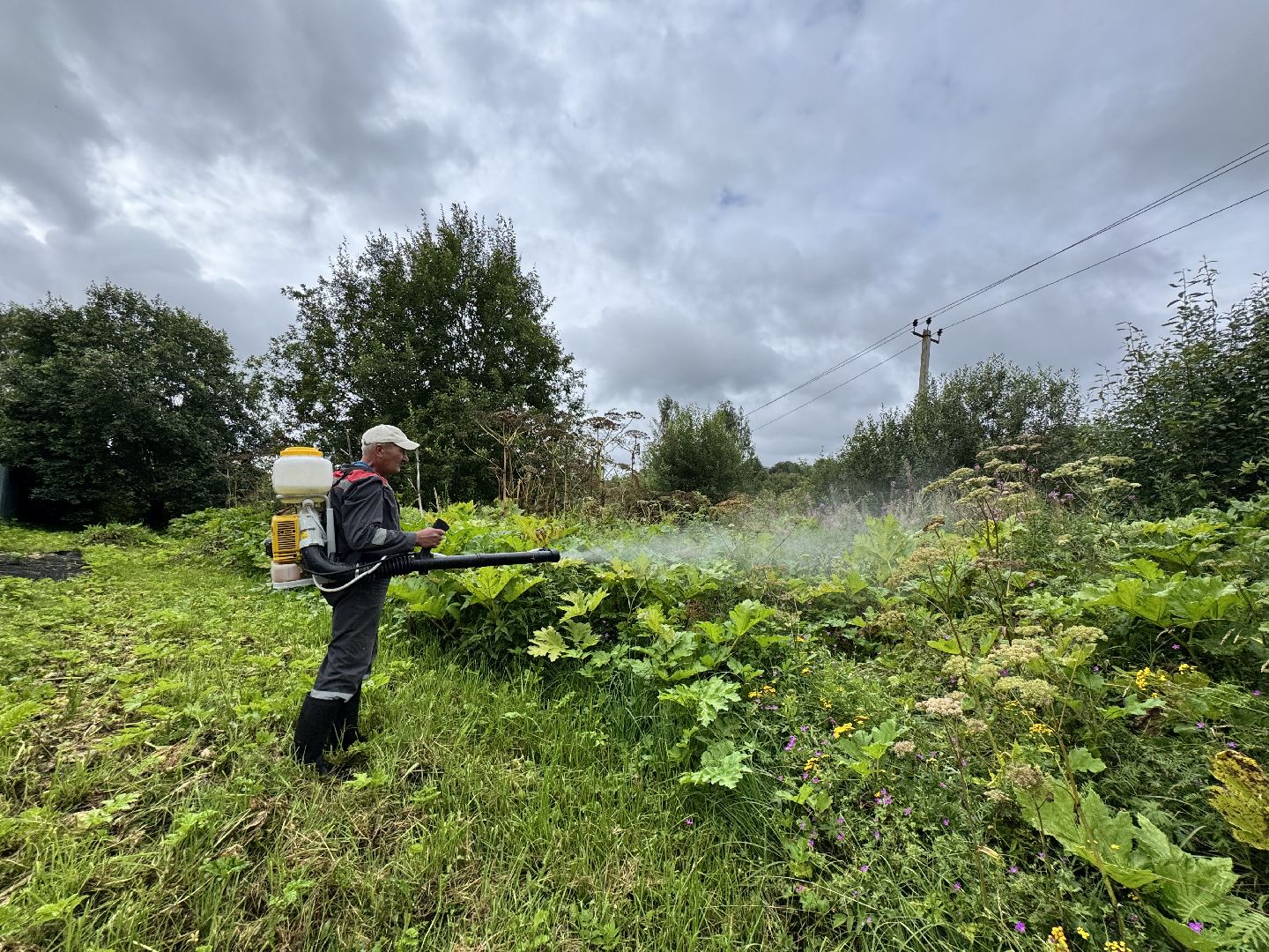 шаховская, обработка от борщевика, борщевик сосновского,