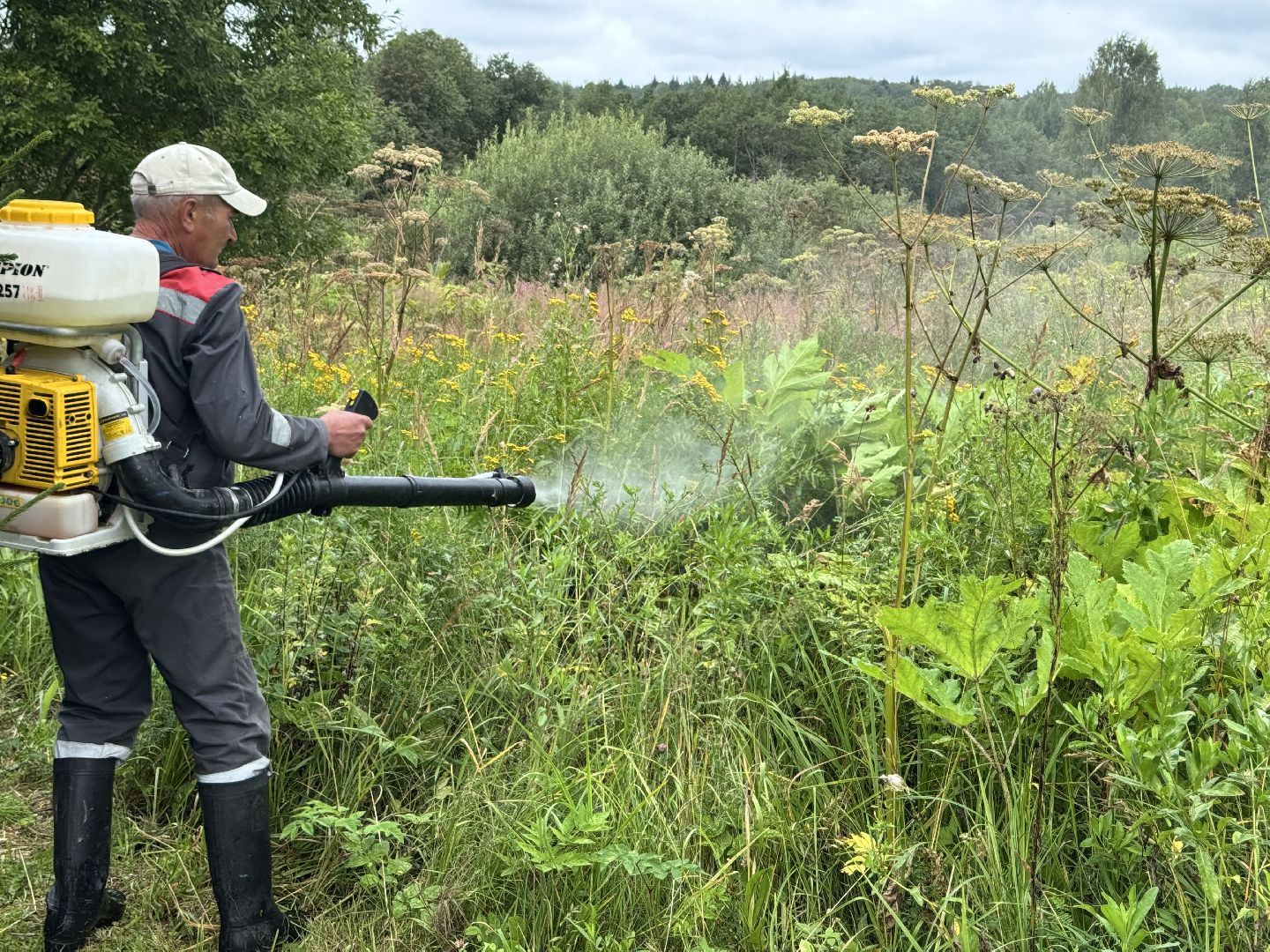 шаховская, обработка от борщевика, борщевик сосновского,