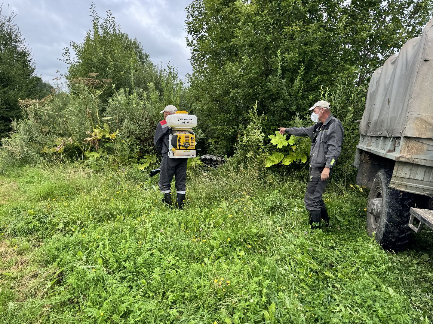 шаховская, обработка от борщевика, борщевик сосновского,