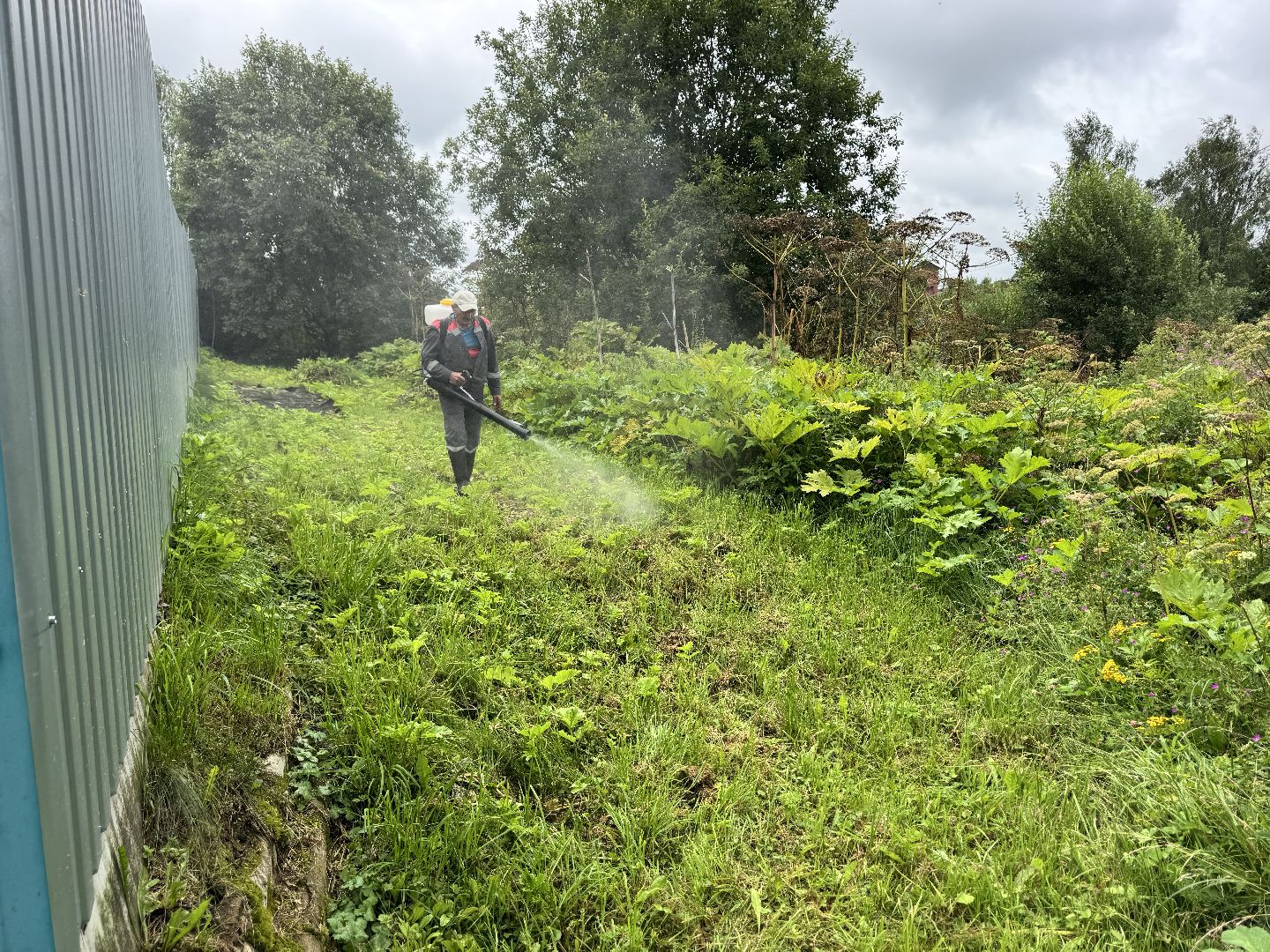 шаховская, обработка от борщевика, борщевик сосновского,