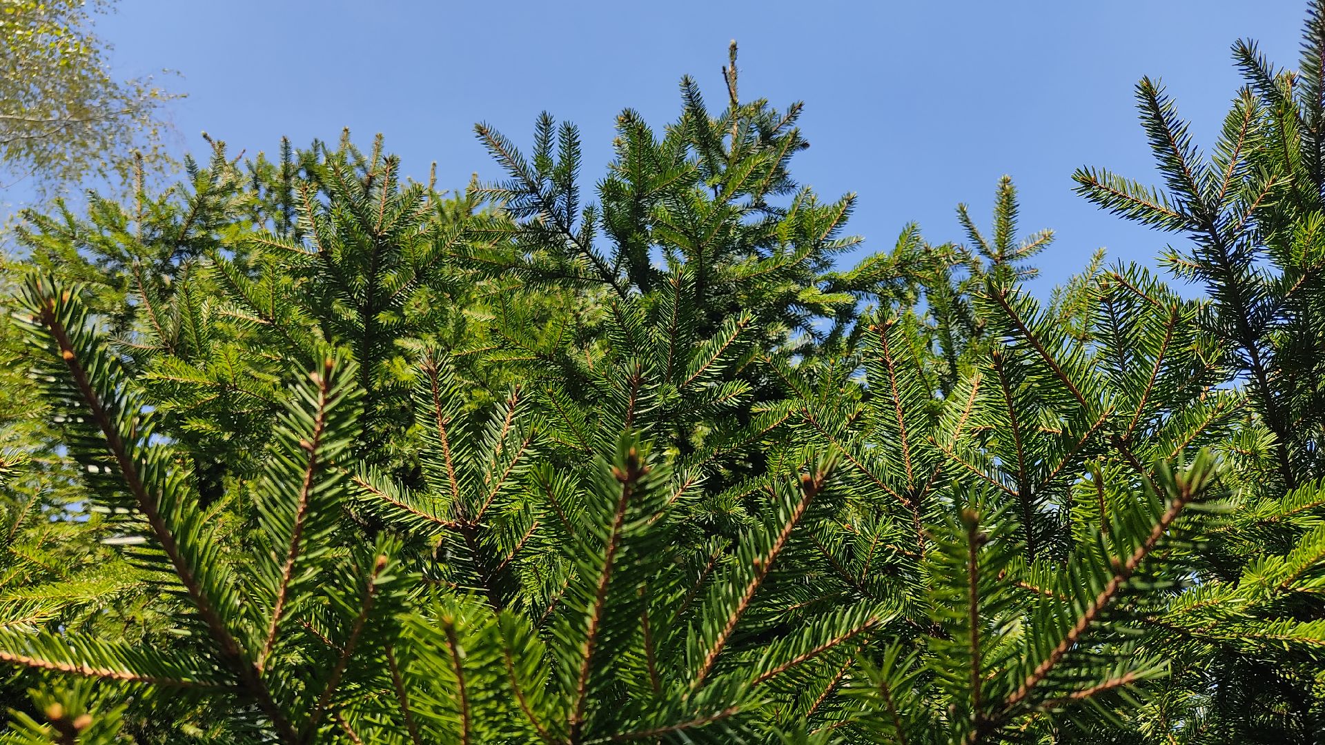 Лобня, медицина, аллергия