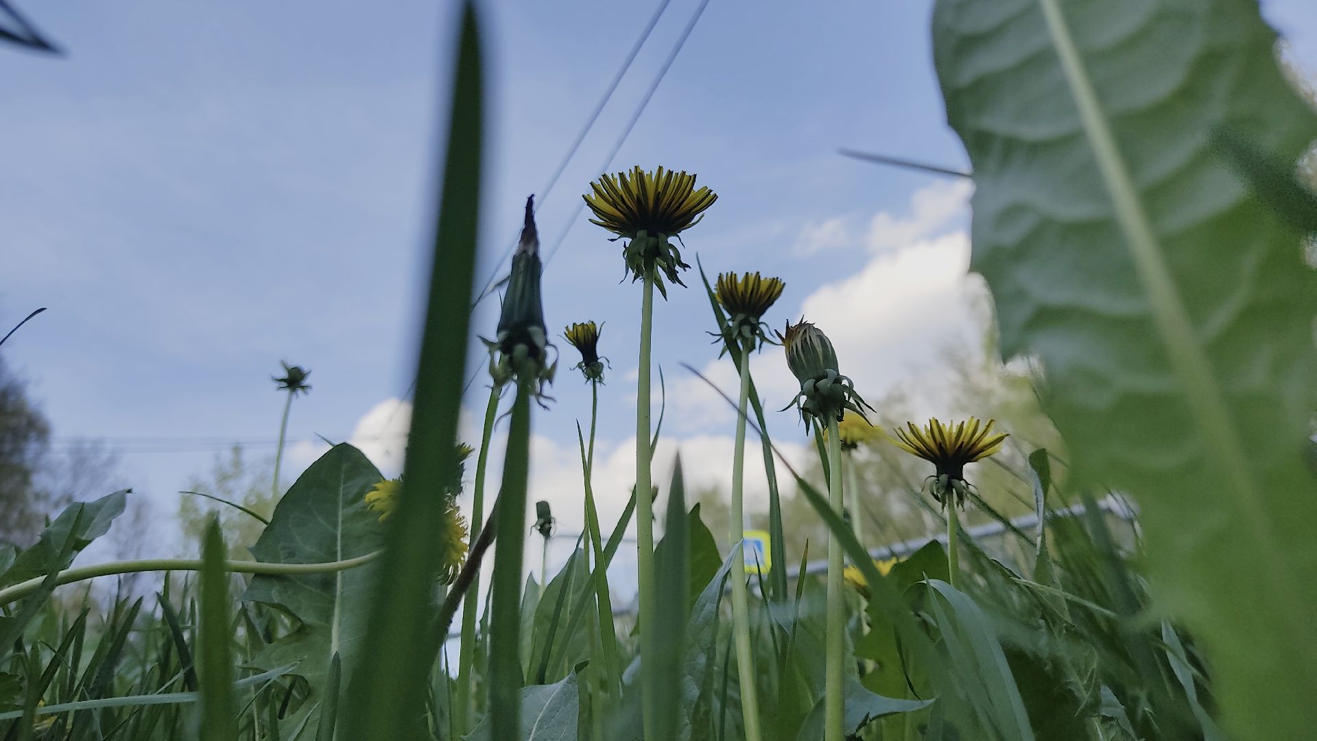 Лобня, медицина, аллергия