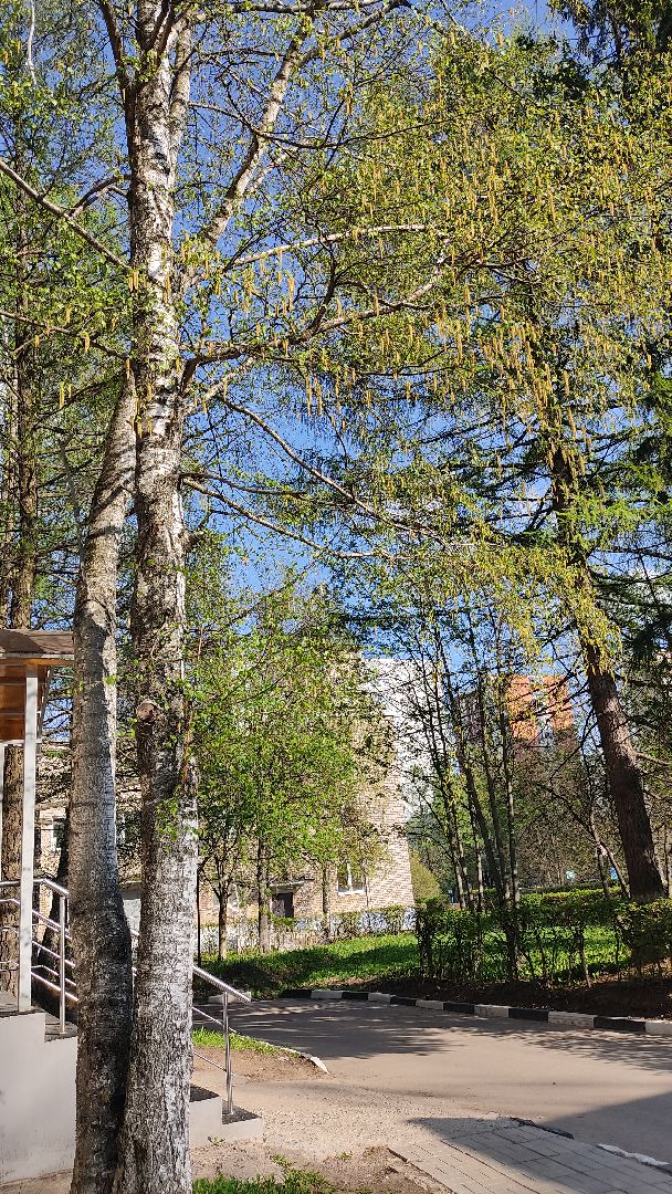 Лобня, медицина, аллергия