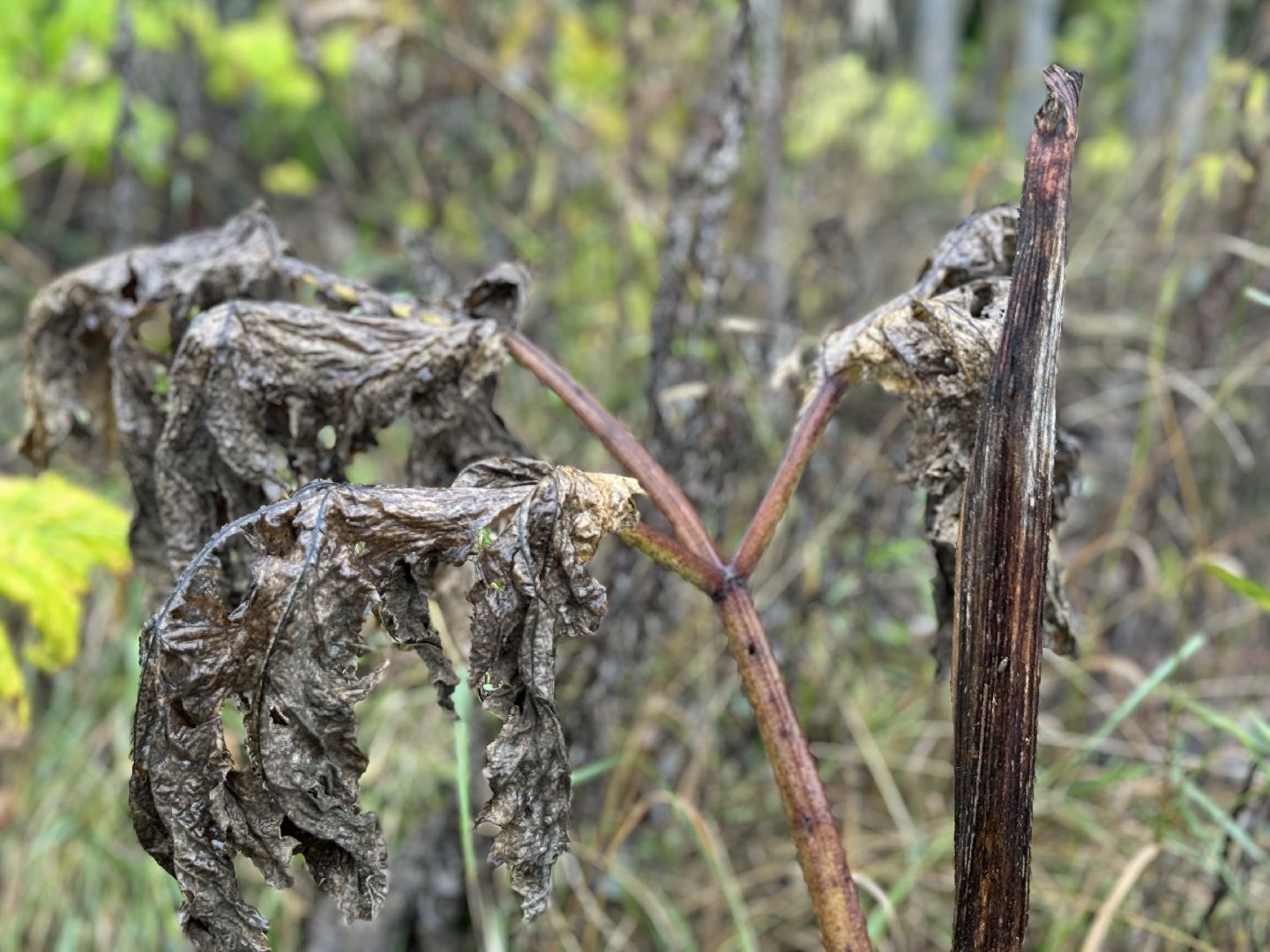 борщевик сосновского,  обработка от борщевика, ленинский городской округ, гербицидная обработка,