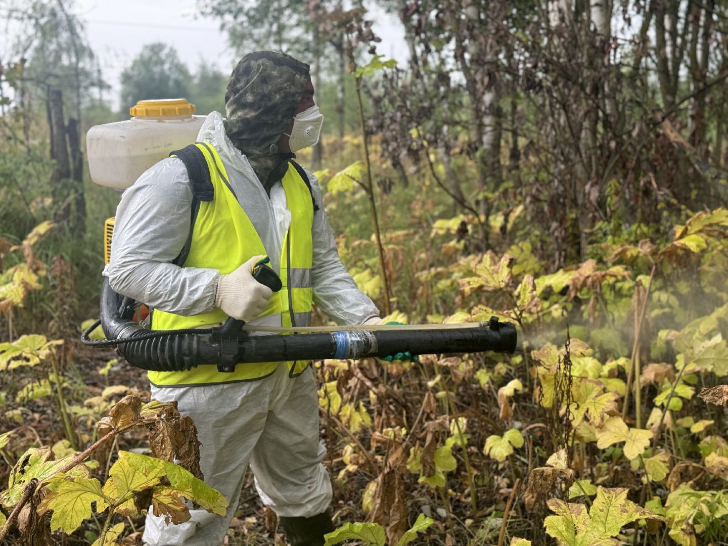 борщевик сосновского,  обработка от борщевика, ленинский городской округ, гербицидная обработка,