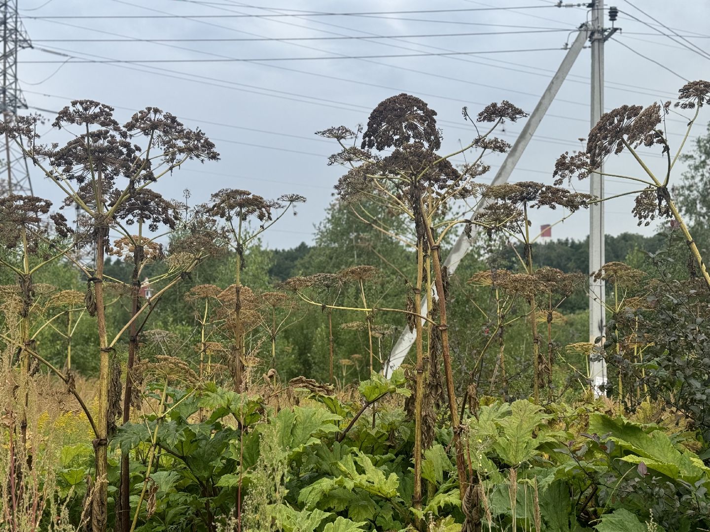 борщевик сосновского,  обработка от борщевика, ленинский городской округ, гербицидная обработка,