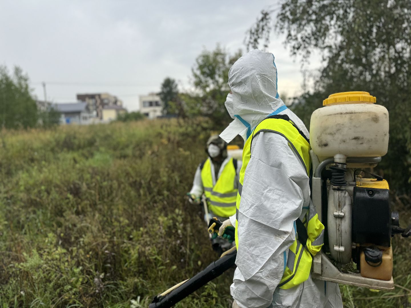 борщевик сосновского,  обработка от борщевика, ленинский городской округ, гербицидная обработка,