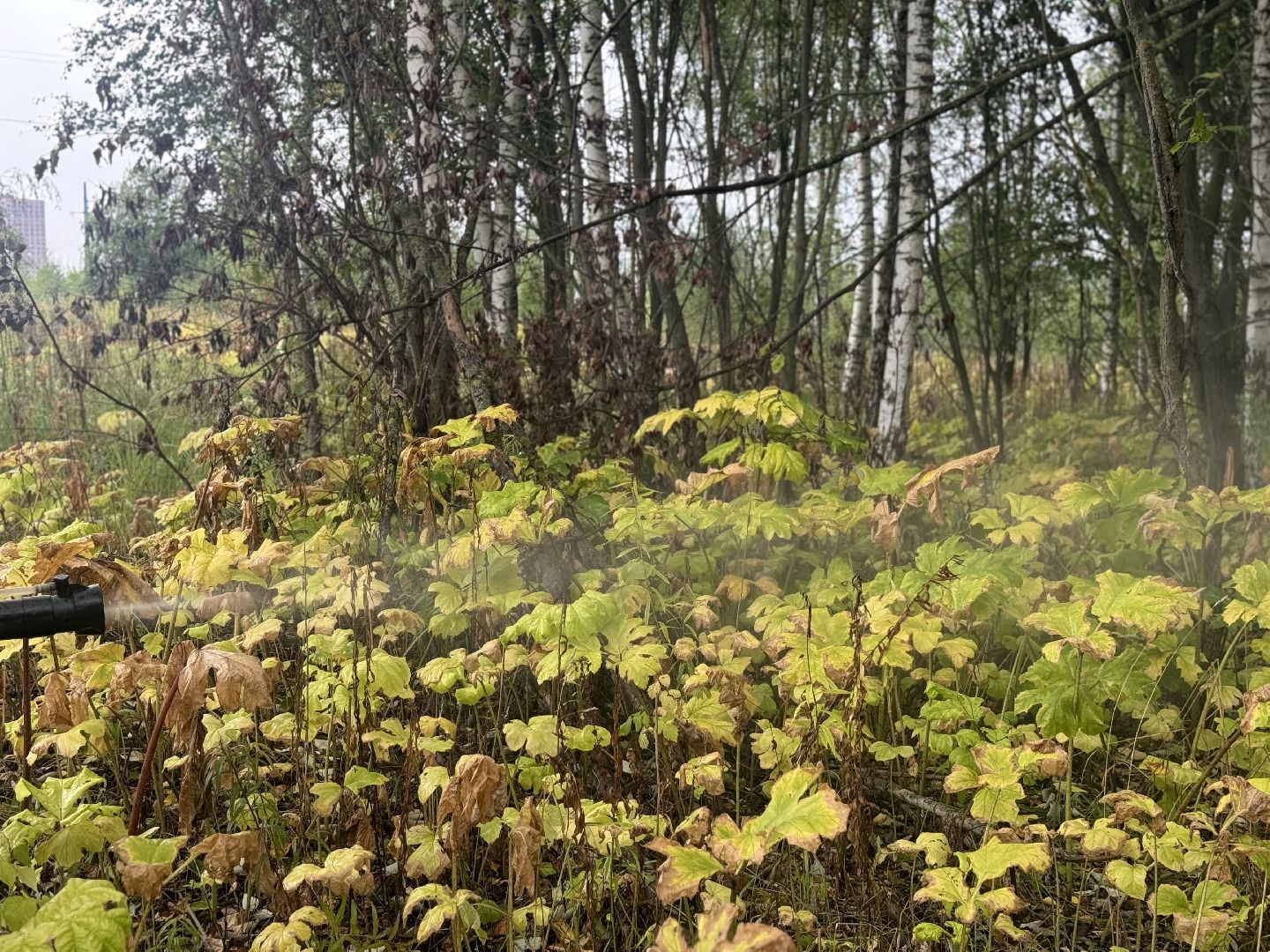 борщевик сосновского,  обработка от борщевика, ленинский городской округ, гербицидная обработка,