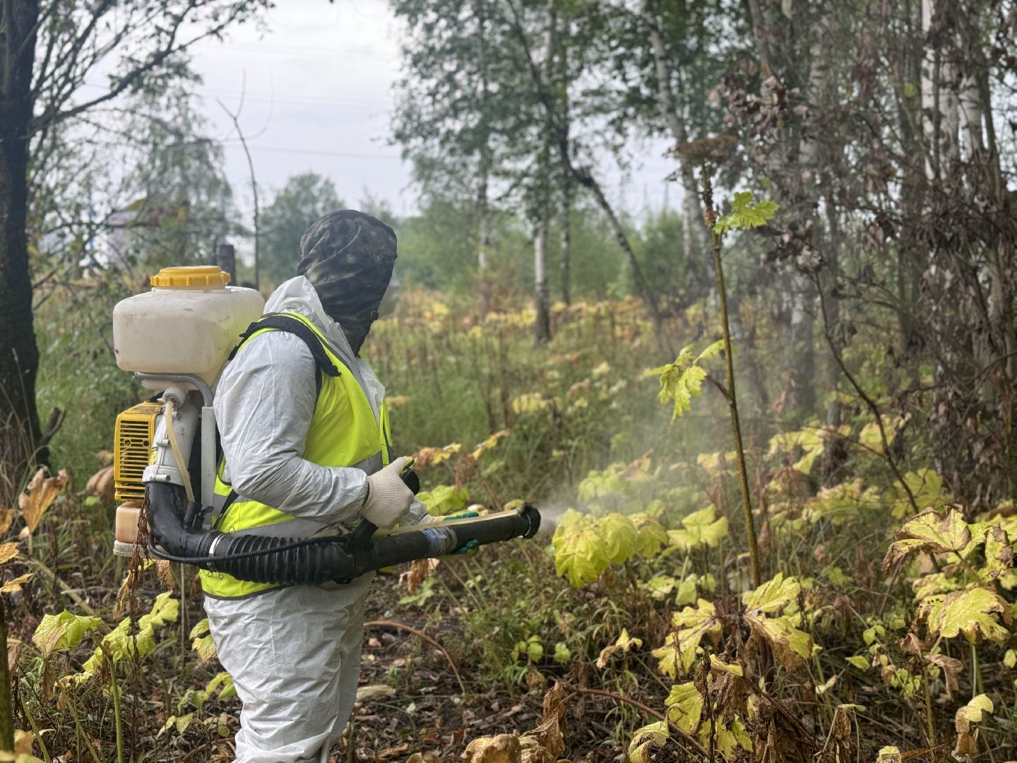 борщевик сосновского,  обработка от борщевика, ленинский городской округ, гербицидная обработка,