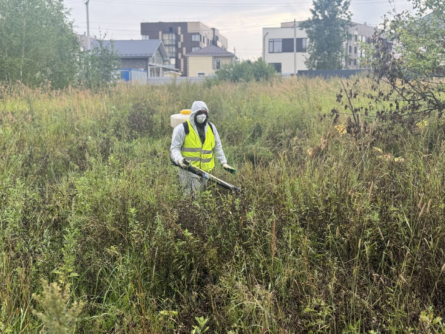 борщевик сосновского,  обработка от борщевика, ленинский городской округ, гербицидная обработка,