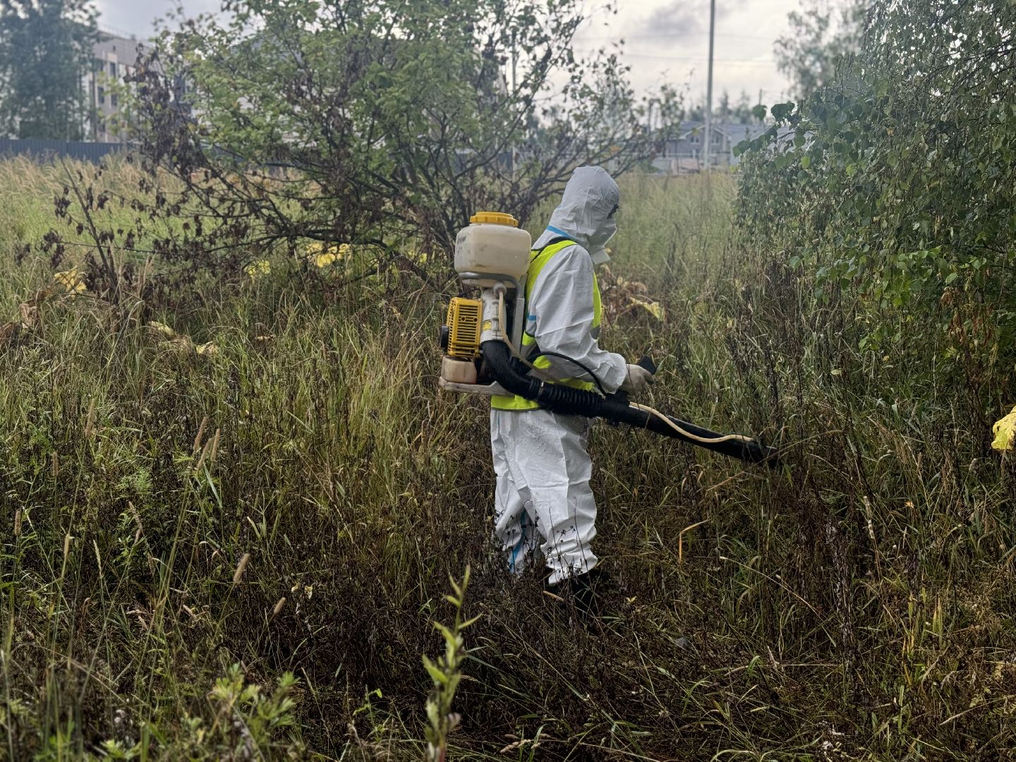 борщевик сосновского,  обработка от борщевика, ленинский городской округ, гербицидная обработка,