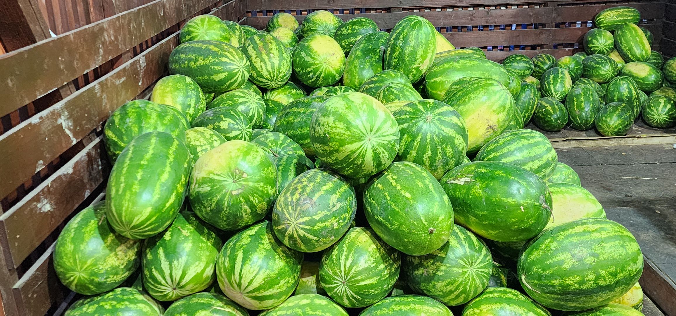 бахчевые развалы, арбуз, дыни и арбузы,