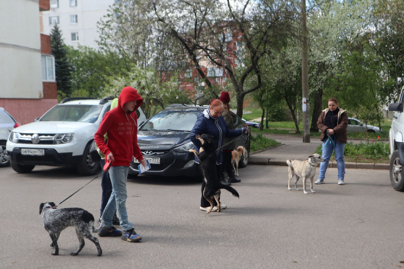 Пущино, вакцинация, бешенство