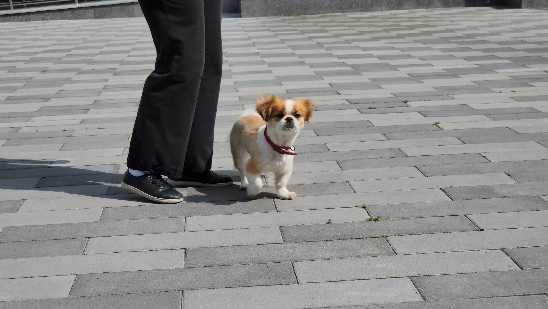 щёлково, Хвостатый актер, Собака-актер, Собака на сцене,