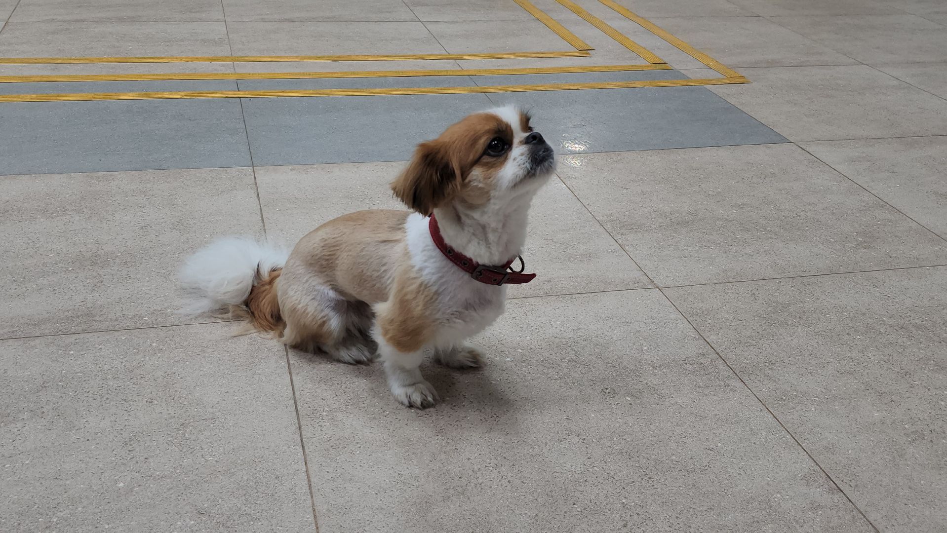 щёлково, Хвостатый актер, Собака-актер, Собака на сцене,