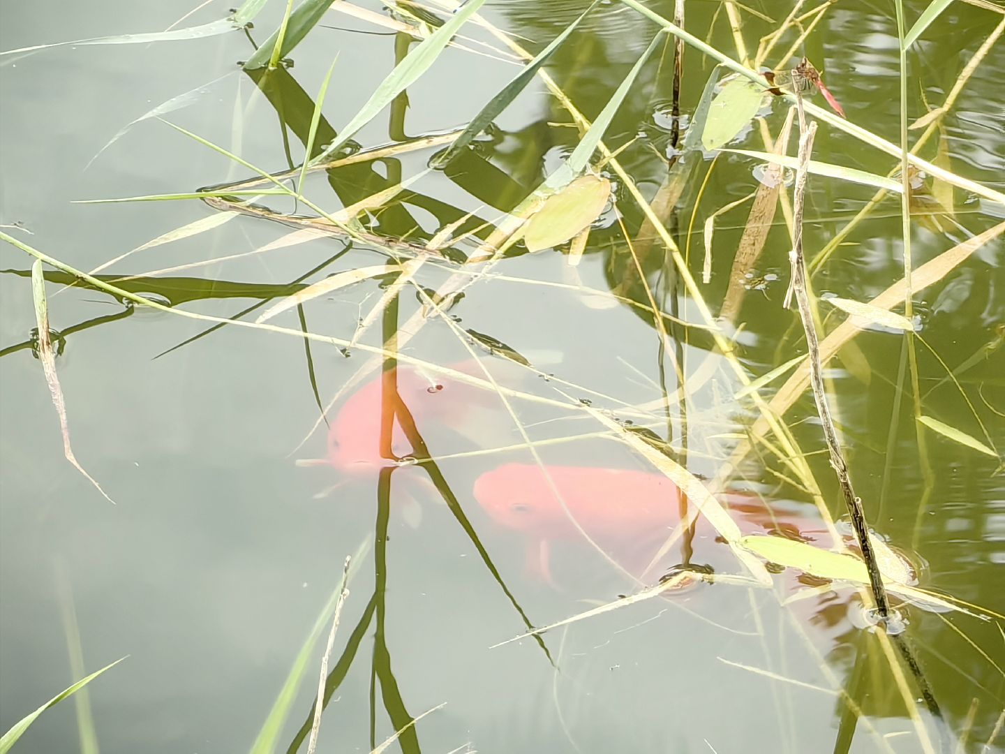 карп, пруд, водоем, активист, дом для уток, кувшинка,