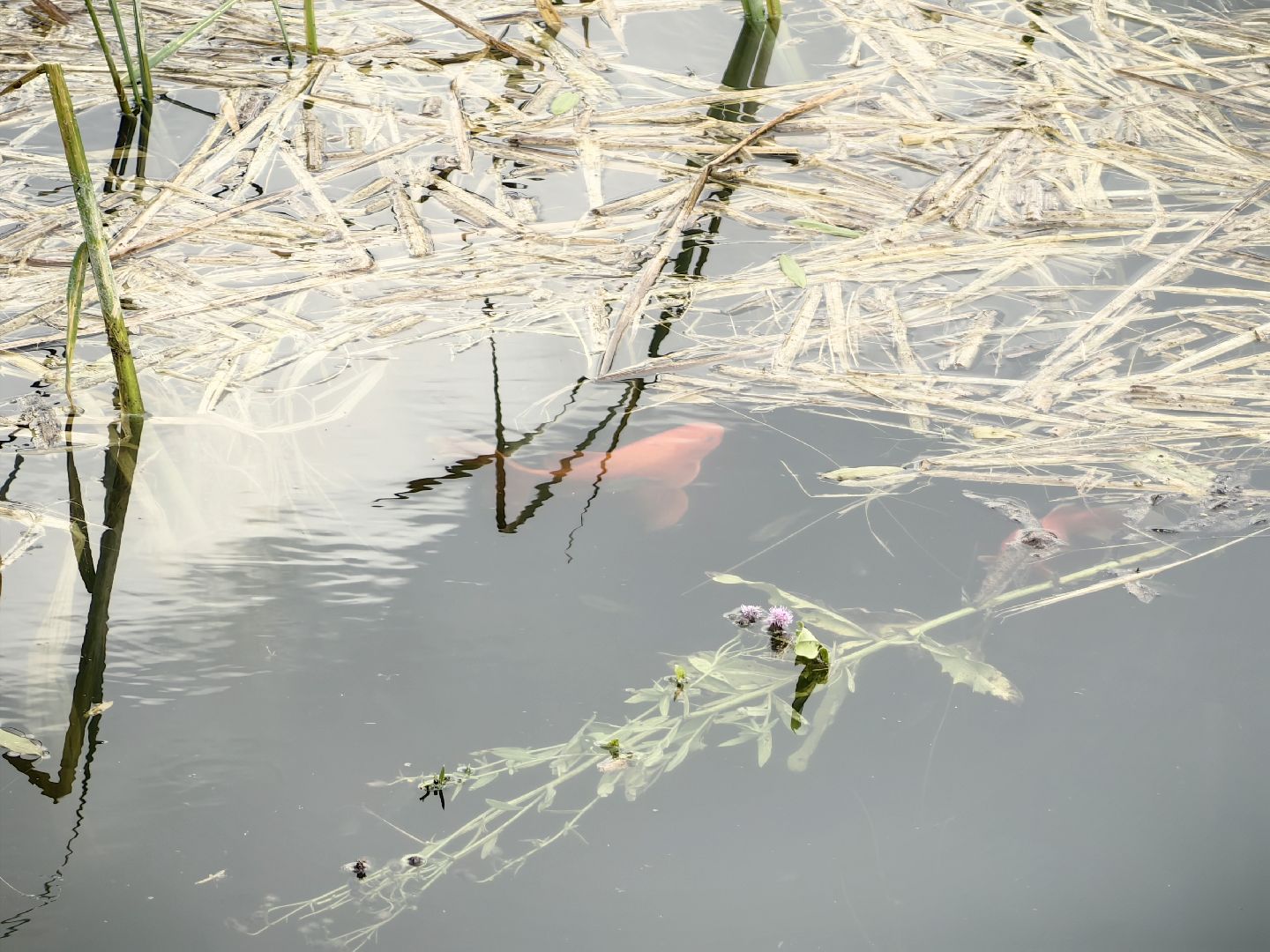 карп, пруд, водоем, активист, дом для уток, кувшинка,