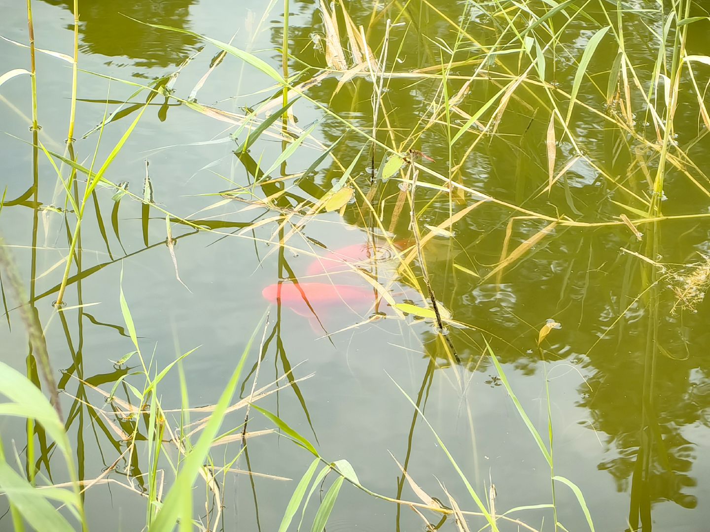 карп, пруд, водоем, активист, дом для уток, кувшинка,